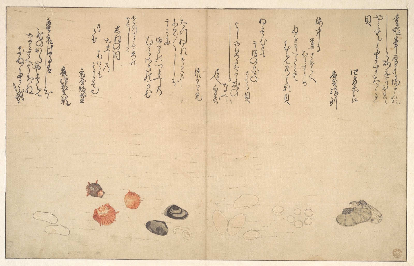 Shells under Water